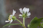 Whiteflower leafcup